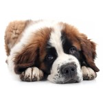 圣伯纳犬-缩略图-12