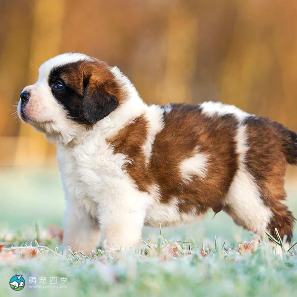 圣伯纳犬-13