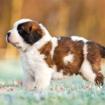 圣伯纳犬-缩略图-13