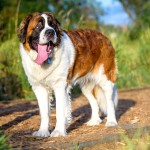 圣伯纳犬-缩略图-15