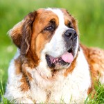 圣伯纳犬-缩略图-14