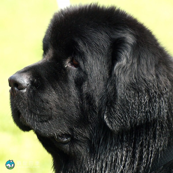 纽芬兰犬-1