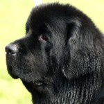 纽芬兰犬-缩略图-1