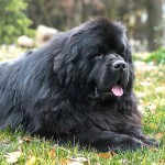纽芬兰犬-缩略图-2