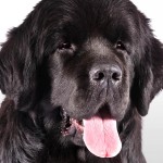 纽芬兰犬-缩略图-3