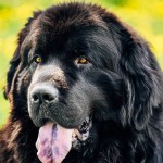 纽芬兰犬-缩略图-5