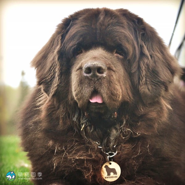 纽芬兰犬-6