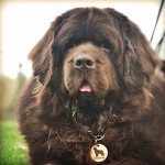 纽芬兰犬-缩略图-6