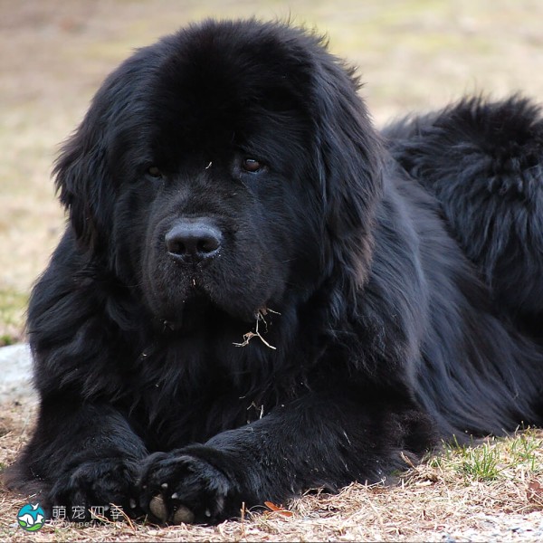 纽芬兰犬-7