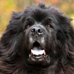 纽芬兰犬-缩略图-8