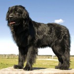 纽芬兰犬-缩略图-9