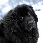 纽芬兰犬-缩略图-10