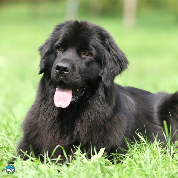 纽芬兰犬-12