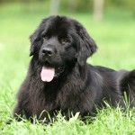 纽芬兰犬-缩略图-12