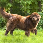 纽芬兰犬-缩略图-13