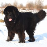 纽芬兰犬-缩略图-14