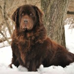 纽芬兰犬-缩略图-15