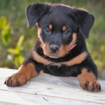 罗威纳犬-缩略图-1