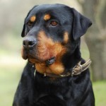 罗威纳犬-缩略图-2