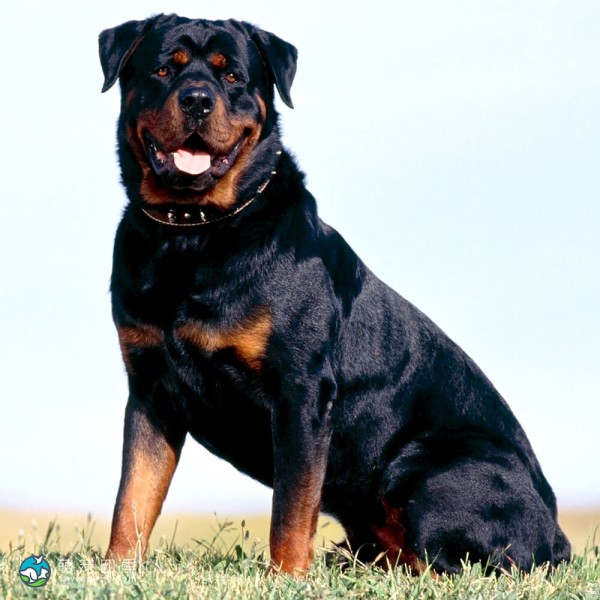 罗威纳犬-4