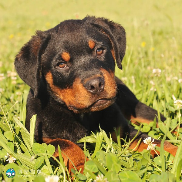 罗威纳犬-5