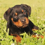 罗威纳犬-缩略图-5