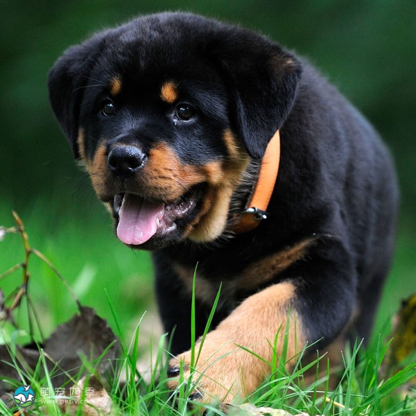 罗威纳犬-6