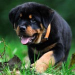 罗威纳犬-缩略图-6