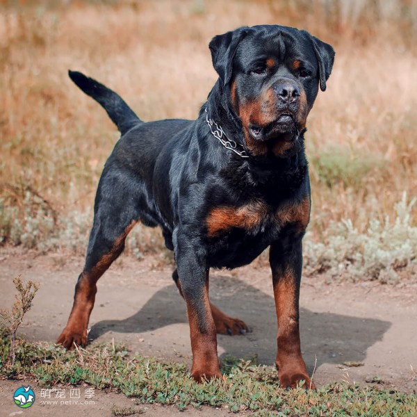 罗威纳犬-8