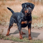 罗威纳犬-缩略图-8