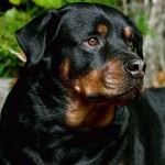 罗威纳犬-缩略图-10