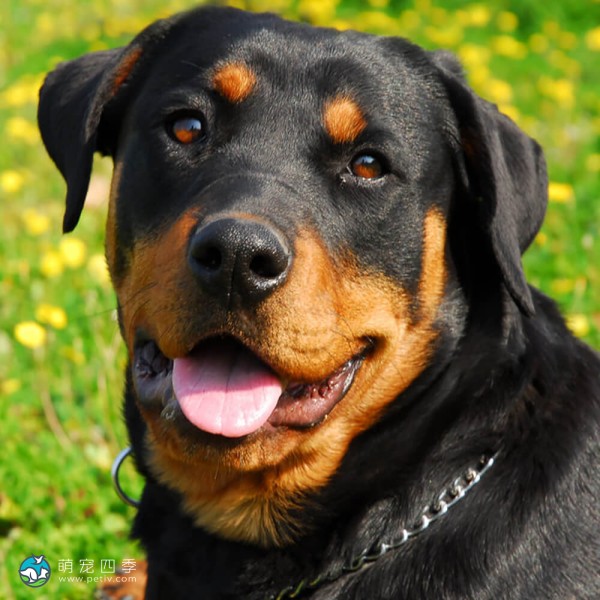 罗威纳犬-11