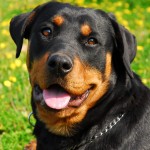 罗威纳犬-缩略图-11