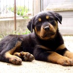 罗威纳犬-缩略图-12