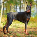 多伯曼犬-缩略图-2