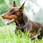 多伯曼犬-缩略图-3