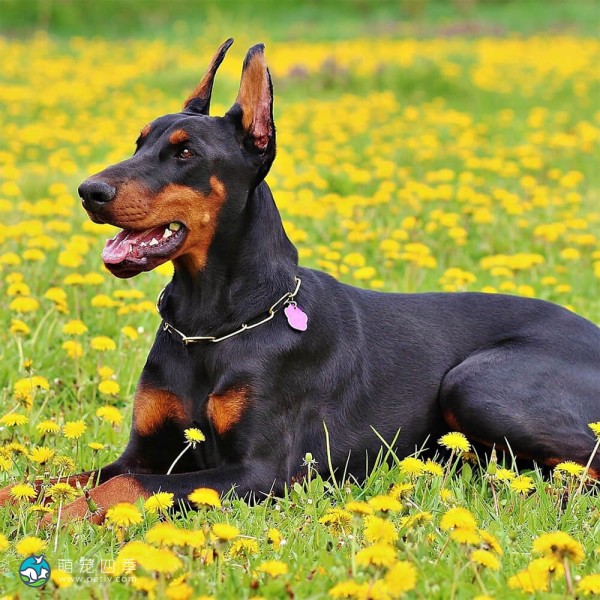 多伯曼犬-4