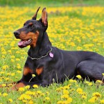 多伯曼犬-缩略图-4