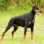 多伯曼犬-缩略图-5