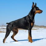 多伯曼犬-缩略图-6