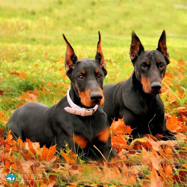 多伯曼犬-7