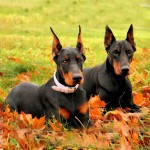 多伯曼犬-缩略图-7