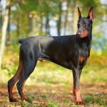 多伯曼犬-缩略图-8