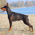 多伯曼犬-缩略图-9