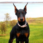 多伯曼犬-缩略图-10