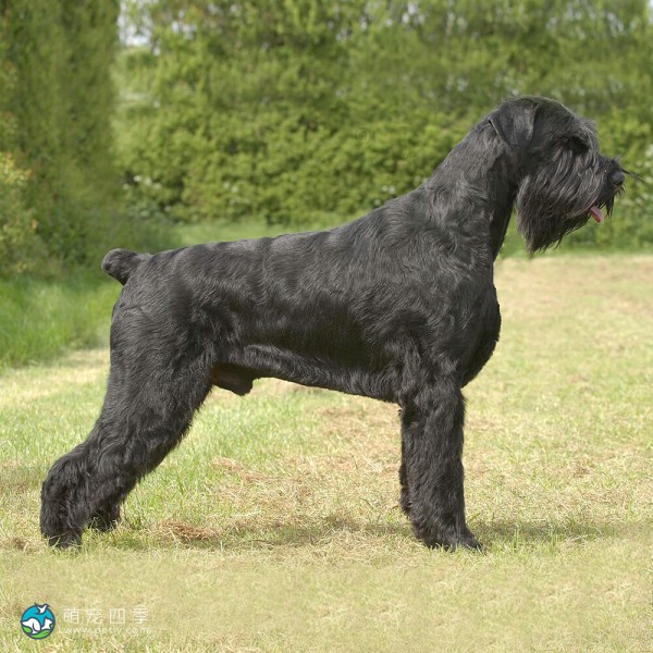 巨型雪纳瑞犬-1