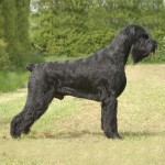 巨型雪纳瑞犬-缩略图-1