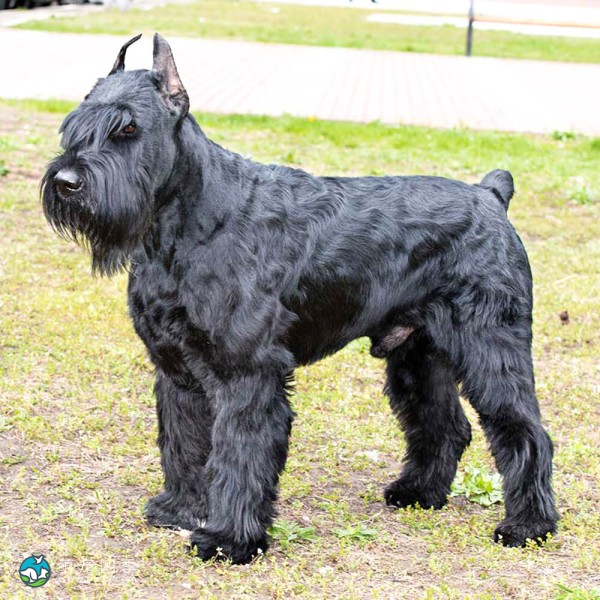 巨型雪纳瑞犬-2