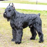 巨型雪纳瑞犬-缩略图-2