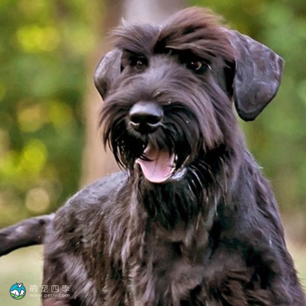 巨型雪纳瑞犬-3